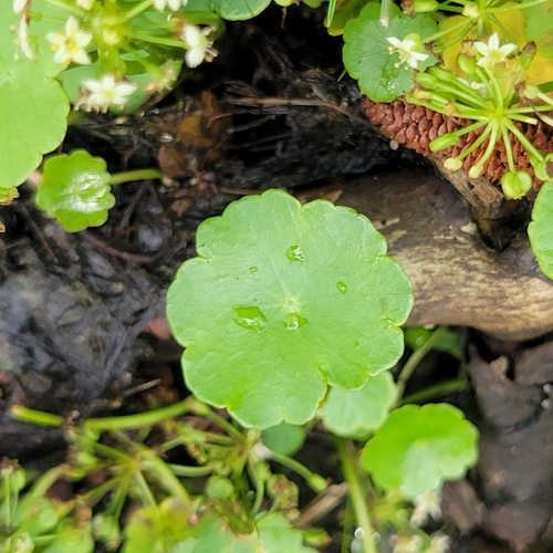 Hydrocotyle umbellata, photograph 6