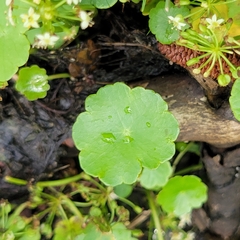 Hydrocotyle umbellata, photograph (c) Matt Pelikan, some rights reserved (CC BY)