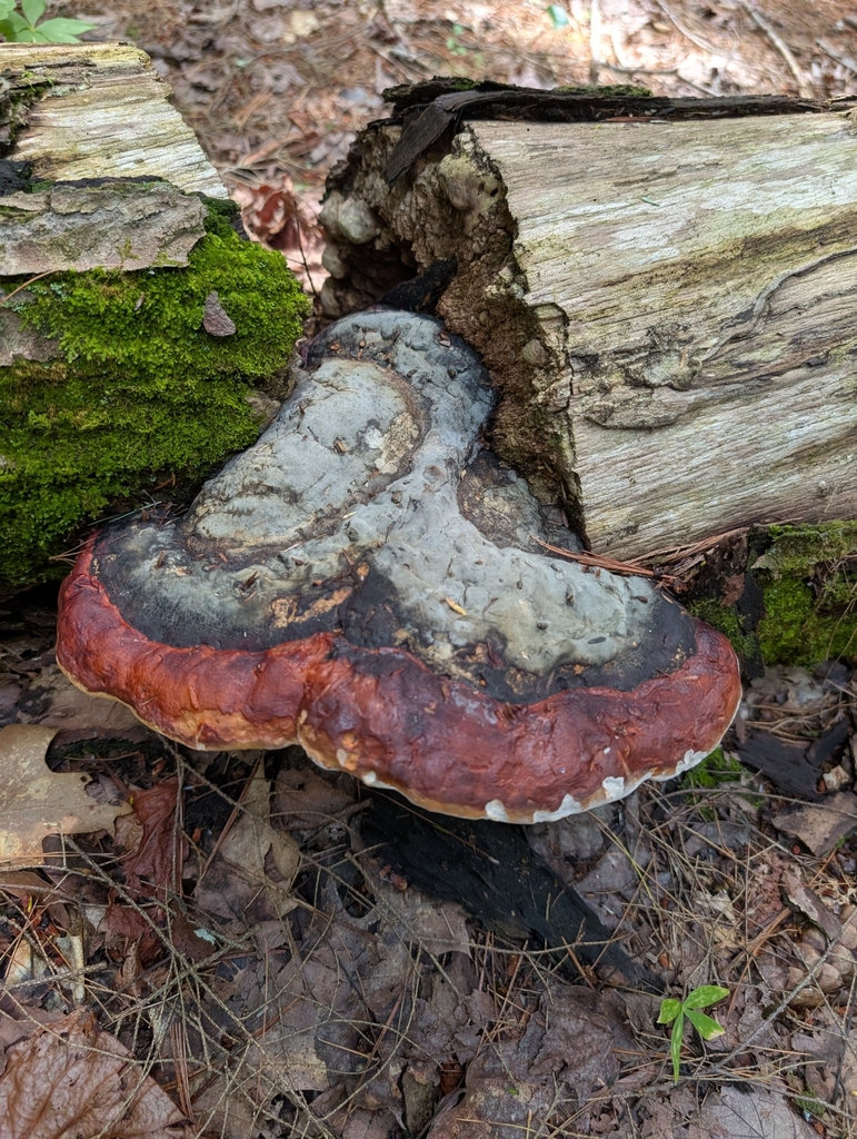 Northern Red Belt · August 2026 · photo: Photo: (c) Fives, some rights reserved (CC BY) · iNaturalist