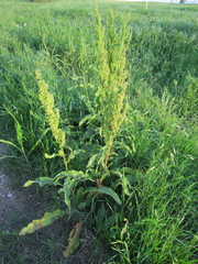 Rumex crispus