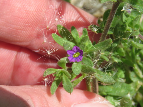 iNaturalist observation photo of seaside petunia