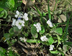 Viola alba
