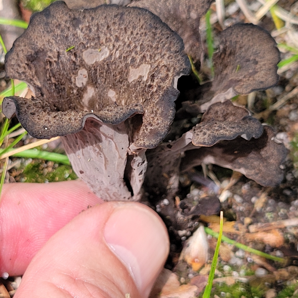 Eastern Black Trumpet · August 2026 · photo: Photo: (c) Matt Pelikan, some rights reserved (CC BY) · iNaturalist
