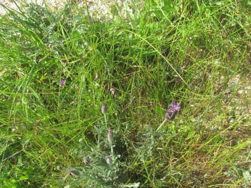 Lavandula pedunculata