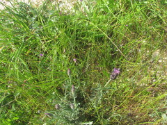 Lavandula pedunculata