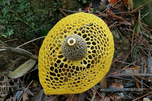 Yellow Gabion Stinkhorn