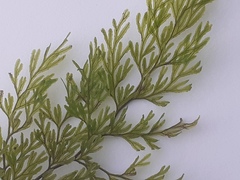 Hymenophyllum bivalve image