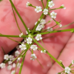 Ptilimnium capillaceum