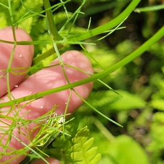 Ptilimnium capillaceum, photograph (c) Matt Pelikan, some rights reserved (CC BY)