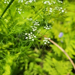 Ptilimnium capillaceum, photograph (c) Matt Pelikan, some rights reserved (CC BY)