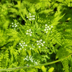 Ptilimnium capillaceum, photograph (c) Matt Pelikan, some rights reserved (CC BY)