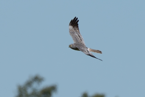 Montagu's Harrier