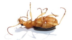 Brachinus janthinipennis