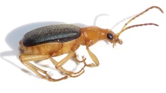 Brachinus janthinipennis