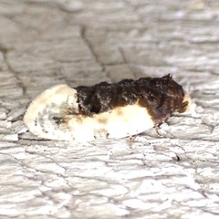 Henricus edwardsiana