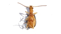 Brachinus janthinipennis