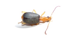 Brachinus janthinipennis