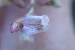 Astragalus cobrensis