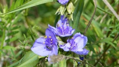 Tradescantia occidentalis