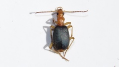 Brachinus janthinipennis