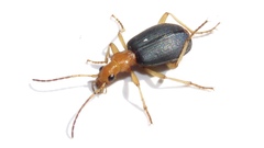 Brachinus janthinipennis