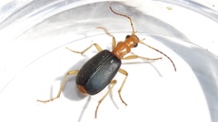 Brachinus janthinipennis