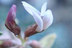 Astragalus cobrensis