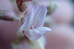 Astragalus cobrensis