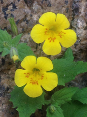 Erythranthe floribunda