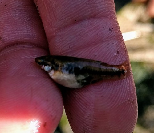 Heterandria formosa