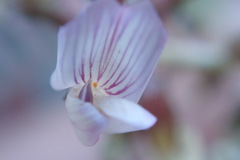 Astragalus cobrensis
