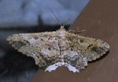 Ruttellerona pseudocessaria