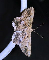 Ruttellerona pseudocessaria