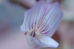 Astragalus cobrensis