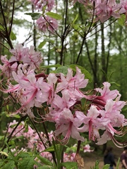 Rhododendron prinophyllum