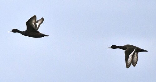 iNaturalist image