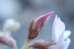 Astragalus cobrensis