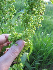 Rumex crispus
