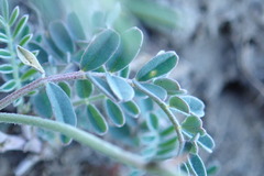 Astragalus cobrensis