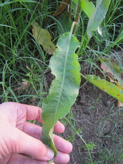 Rumex crispus