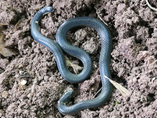 Northern Reed Snake
