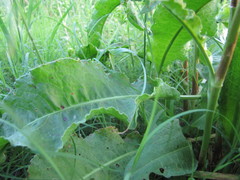 Rumex crispus