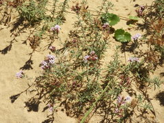 Stevia satureiifolia