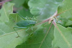Isophya pyrenaea