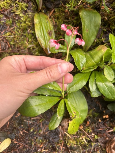 pipsissewa