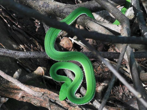 Chinese Green Tree Viper