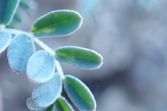 Astragalus cobrensis