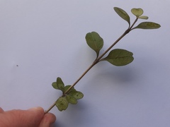 Coprosma rubra