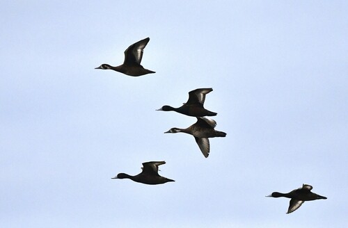 iNaturalist image