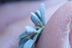 Astragalus cobrensis